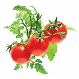 Click and Grow Kapsle Smart Garden - Rajče mini, Click and Grow 6671