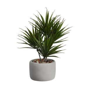 Bonsai palma ASA Selection
